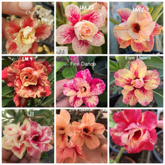 15 Thai Mixed Adenium obesum Double layer Desert Rose Seeds No.4 Orange varieties