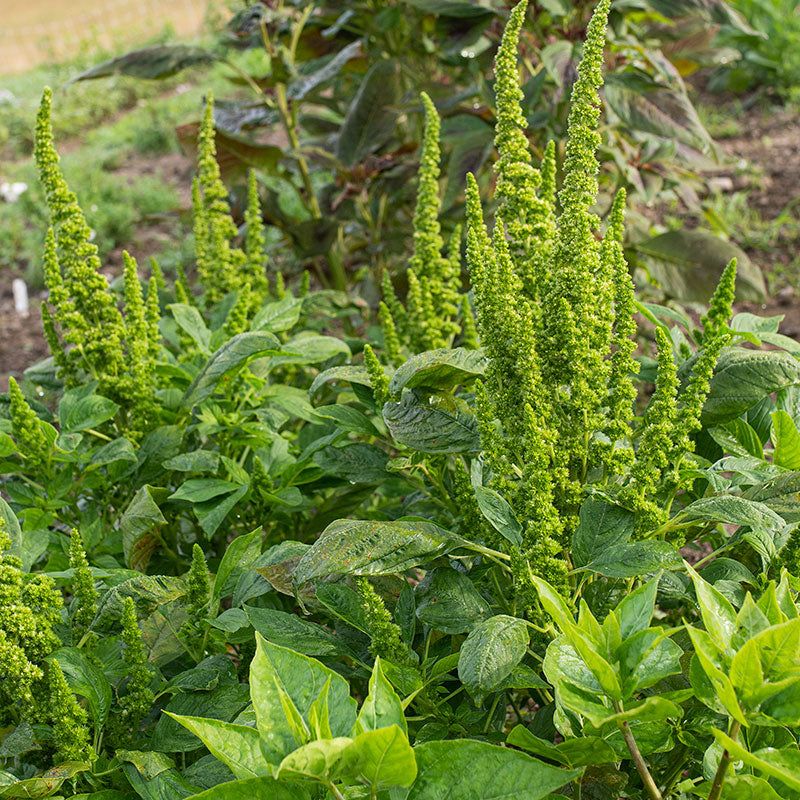 3000 Green Thumb Amaranth Vegetable Seeds