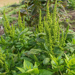 3000 Green Thumb Amaranth Vegetable Seeds