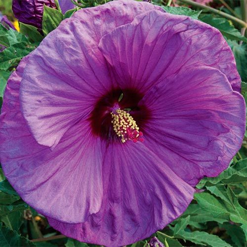 100 Berrylicious Hibiscus Hardy Flower Perennials Seeds