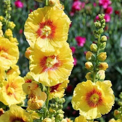 Group of yellow flowers with red centers in a garden setting