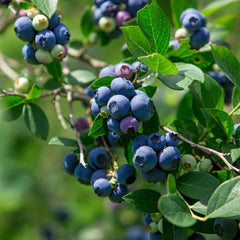 50 Bluecrop Blueberry Fruit Seeds