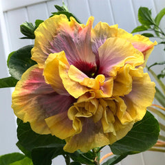 100 Gator Magic Hibiscus Hardy Flower Perennials Seeds