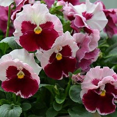 100 Karma Strawberry Cream Pansy Flower Seeds