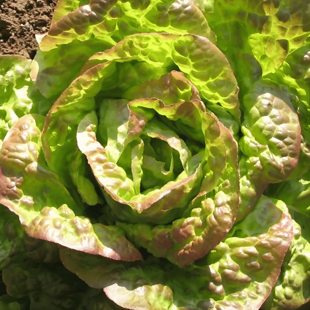 200 Bronze Mignonette Lettuce Vegetable Seeds