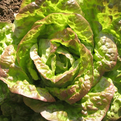 200 Bronze Mignonette Lettuce Vegetable Seeds