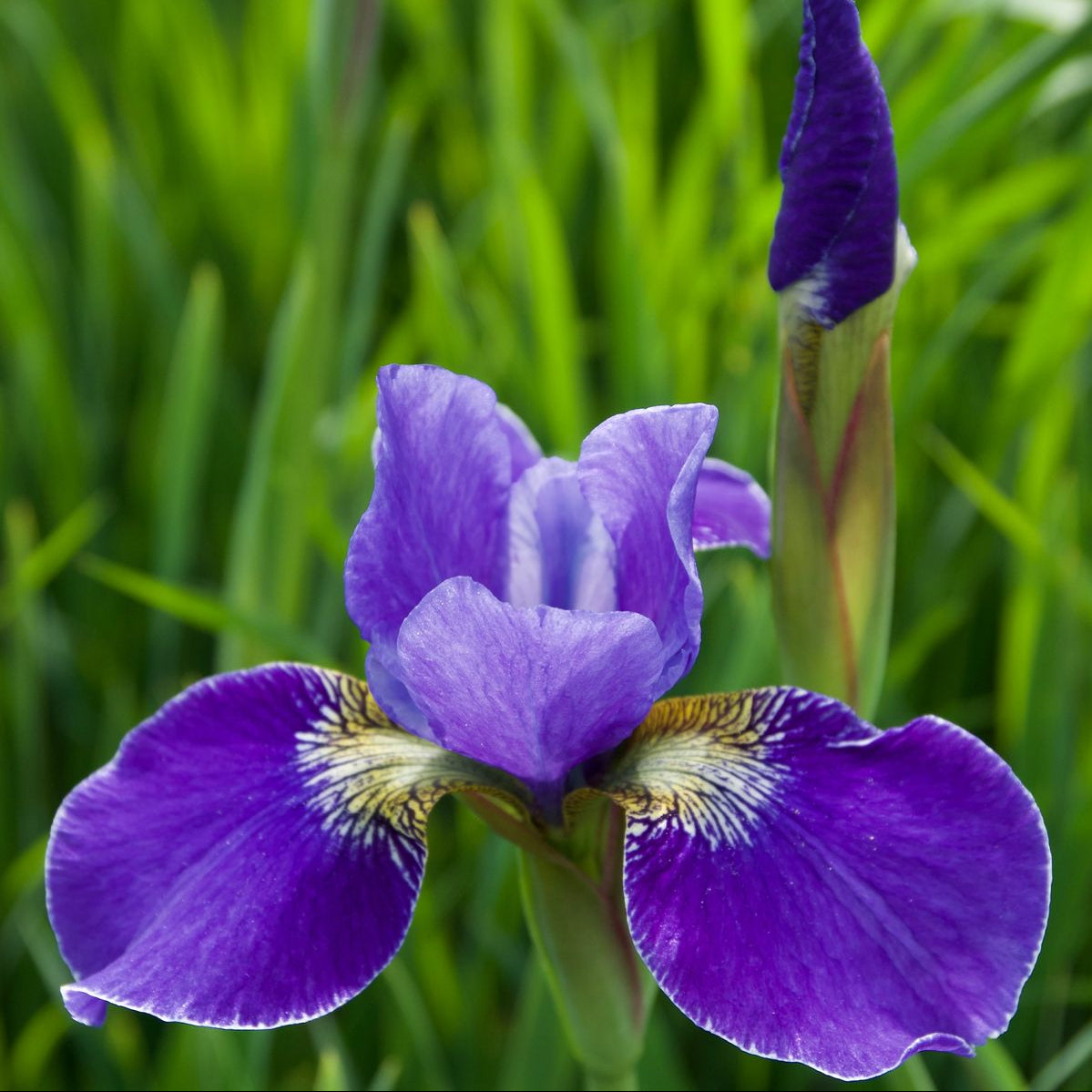 100 Silver Edge Iris Seeds