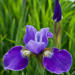 100 Silver Edge Iris Seeds