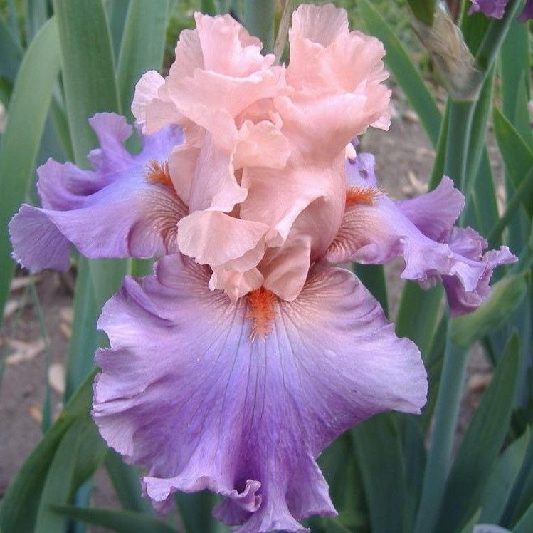 100 Ballerina Queen Iris Seeds