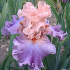 100 Ballerina Queen Iris Seeds