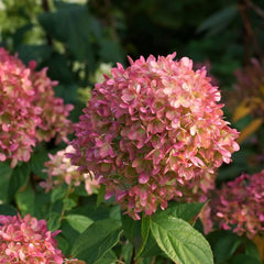 50 Petite Cherry Hydrangea Hardy Perennial Flowers Seeds