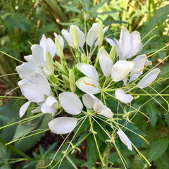 200 White Cleome Flower Spider Flower Seeds