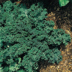 100 Darkibor F1 Curled Kale Vegetable Non-Gmo Heirloom Seeds