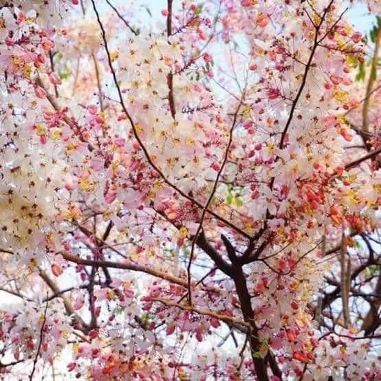 50 Pink Rainbow Cassia fistula Seeds Thai Golden Shower Tree Seeds