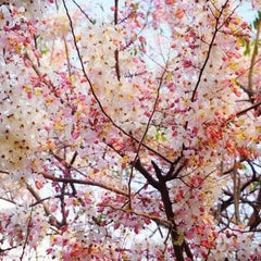 50 Pink Rainbow Cassia fistula Seeds Thai Golden Shower Tree Seeds