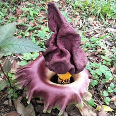 10 Amorphophallus Paeoniifolius Elephant Yam Stanley's Water-Tub Seeds