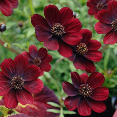 500 Chocamocha Cosmos Flower Seeds