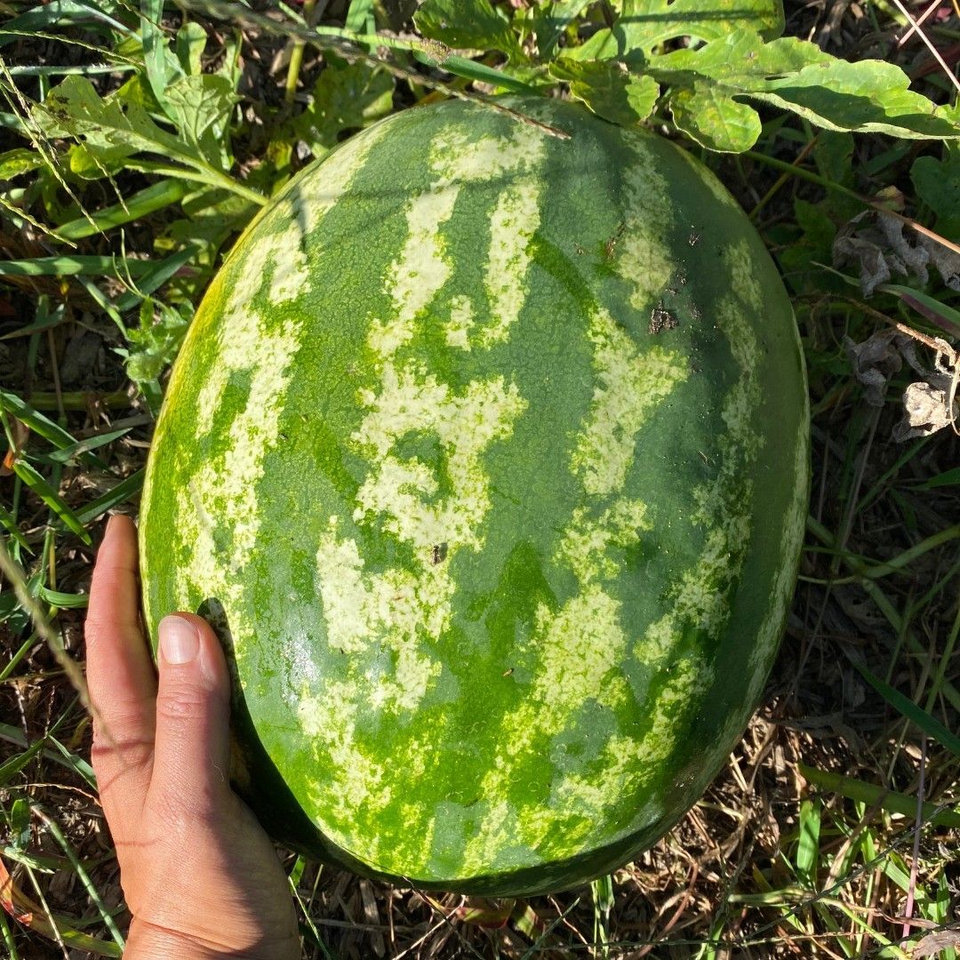 30 Magnum Watermelon Seedless Seeds