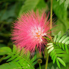 50 Rain Tree East Indian Walnut Monkey Pod Seeds