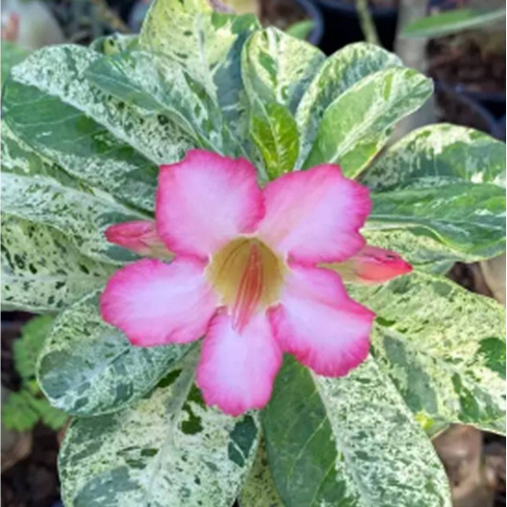 15 Thai Variegated Adenium Obesum Desert Rose Seeds