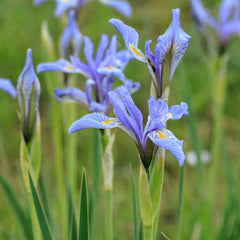 100 Rocky Mountain Iris Seeds