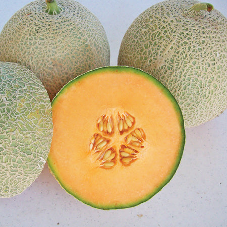 50 Top Marks Thai Cantaloupe Melon Seeds