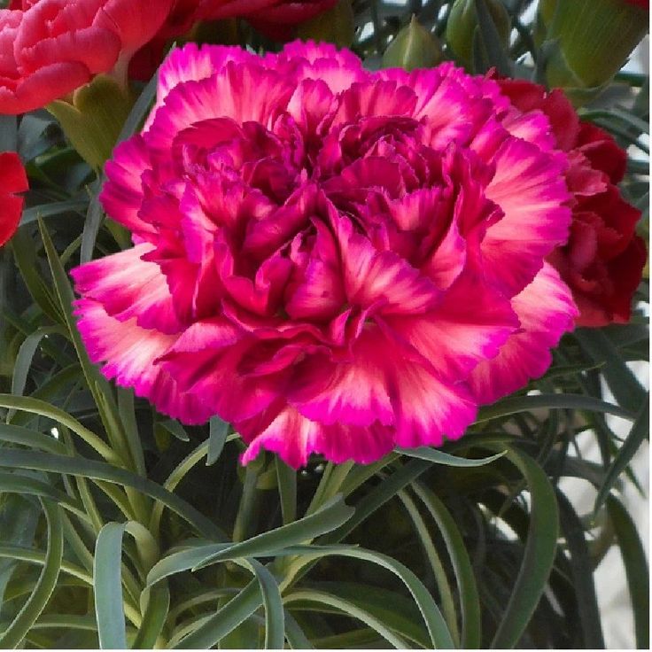 350 Purple Sky Carnation Flower Dianthus Caryophyllus Seeds