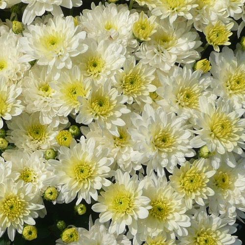 200 Moonglow White Chrysanthemum Flowers Seeds