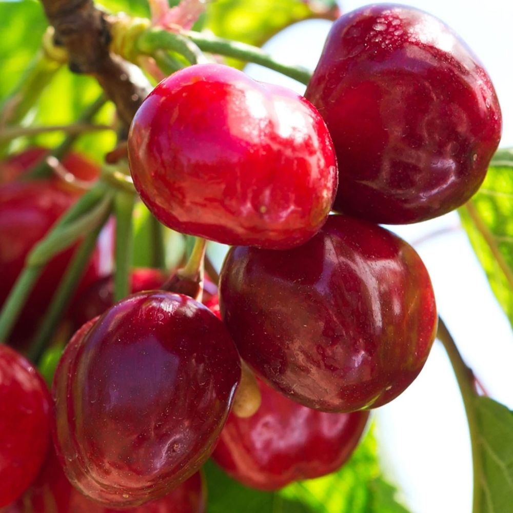 30 Regina Cherry Bonsai Tree Seeds