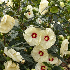 100 French Vanilla Hibiscus Hardy Flower Perennials Seeds