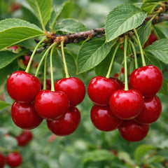 30 Valentine Red Cherry Sweet Dwarf Fruit Seeds