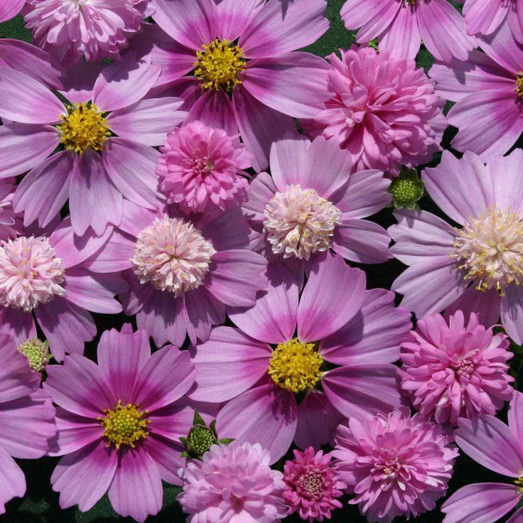 500 Cupcakes Cosmos Flower Seeds