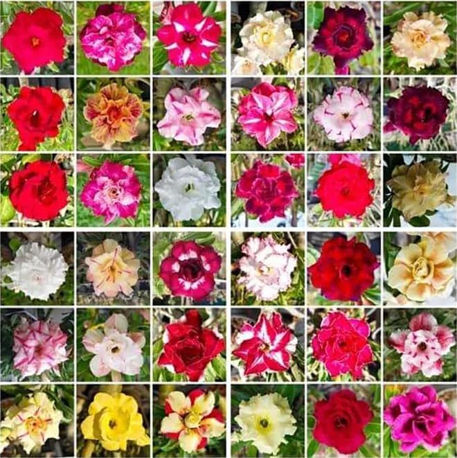 15 Thai Mixed Adenium Obesum Double layer Desert Rose Seeds No. 8 All varieties