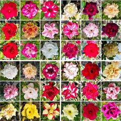 15 Thai Mixed Adenium Obesum Double layer Desert Rose Seeds No. 8 All varieties