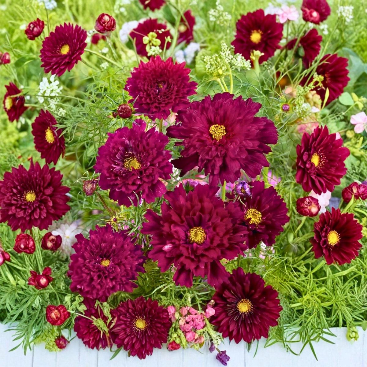 500 Double Red Cranberries Cosmos Flower Seeds