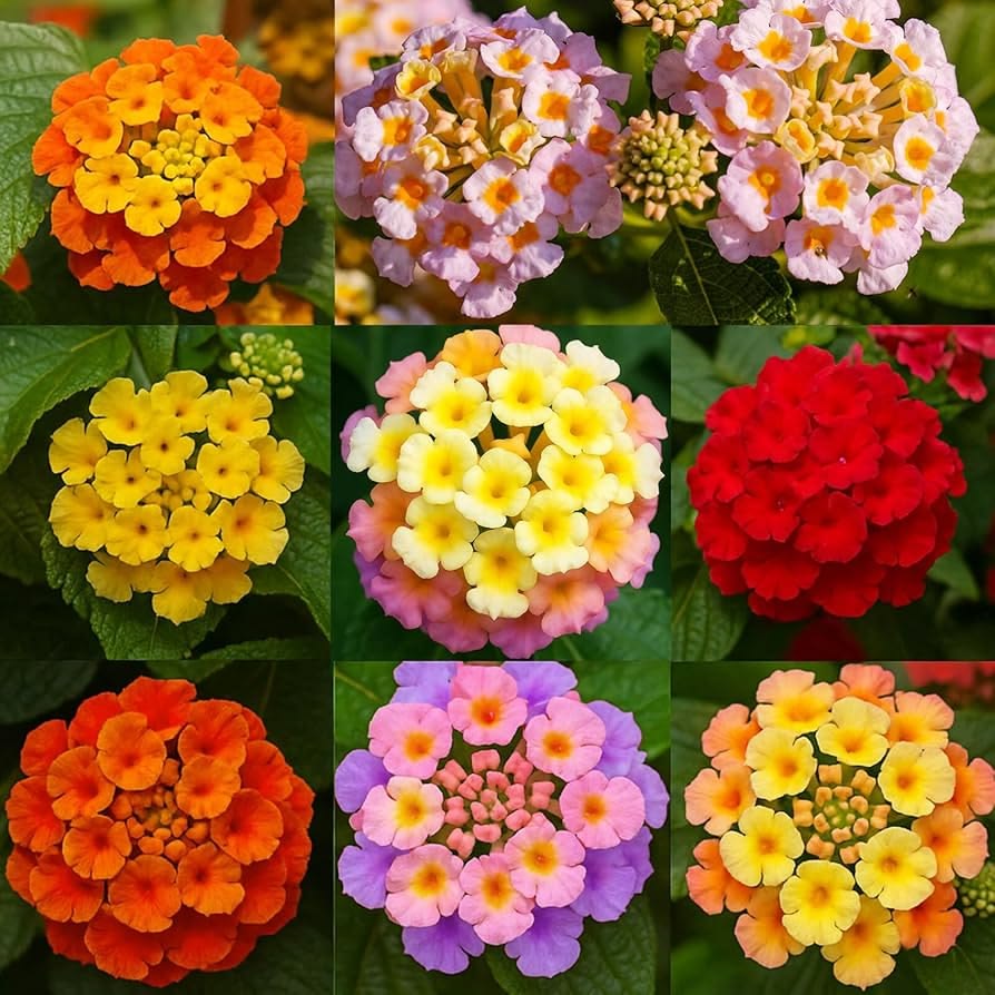 100 Mixed Lantana Camara Flower Seeds