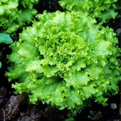 300 Grand Rapids Lettuce Vegetable Seeds