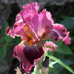100 Se Seque Iris Seeds