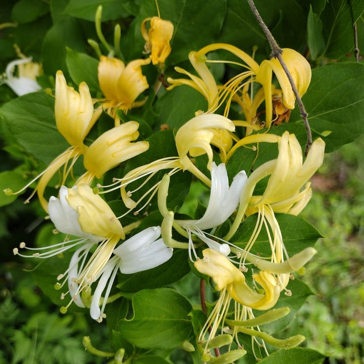 100 Yellow Honeysuckle Seeds