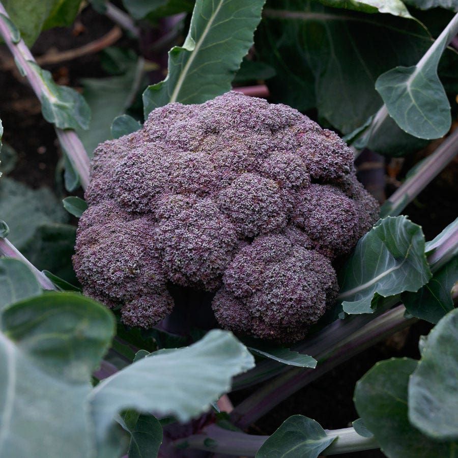 100 Purple Broccoli Vegetable Seeds