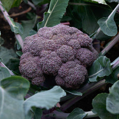 100 Purple Broccoli Vegetable Seeds