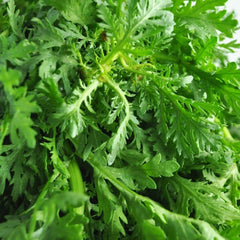 1000 Chinese Garland Chrysanthemum Seeds