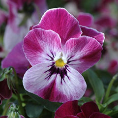 100 Valentine Pansy Flower Seeds