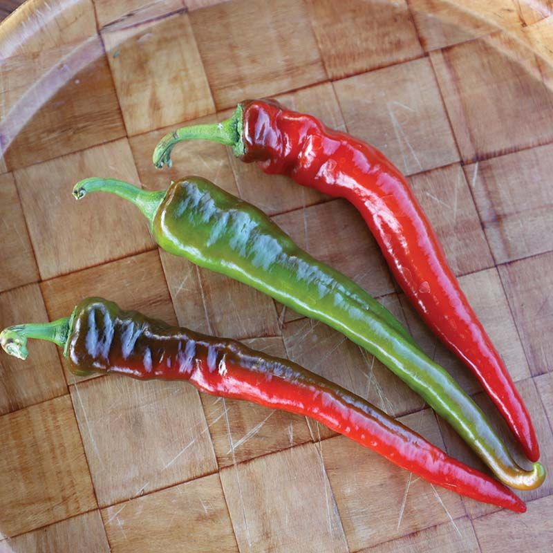 100 Hot Portugal Pepper Vegetable Heirloom NON-GMO Seeds