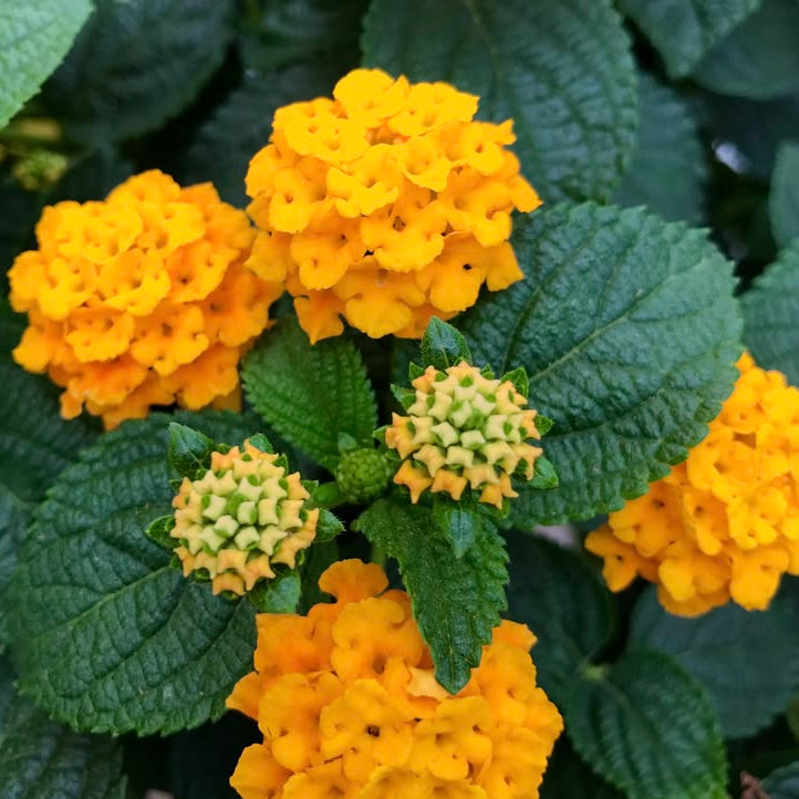 Close-up of yellow flowers and green leaves