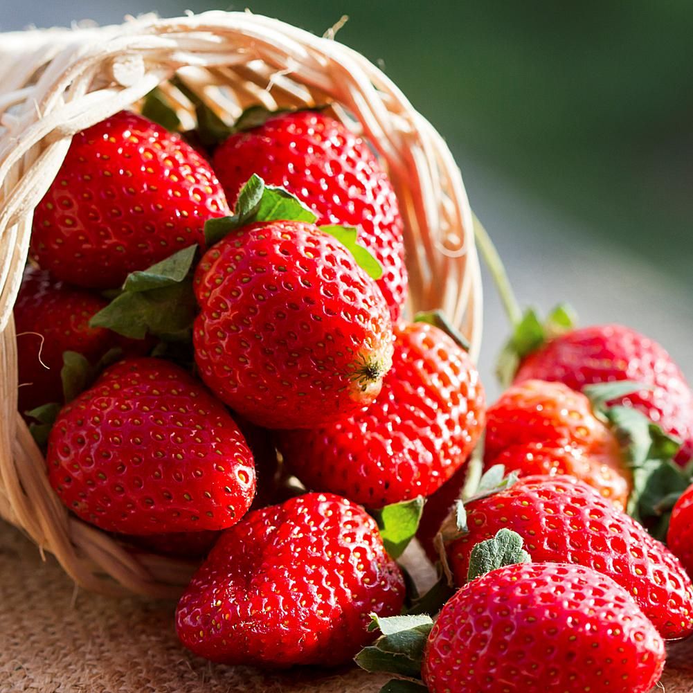 100 Fort Laramie Strawberry Fruit Organic Sweet Non-GMO Seeds