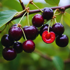 30 Black Star Cherry Bonsai Tree Seeds