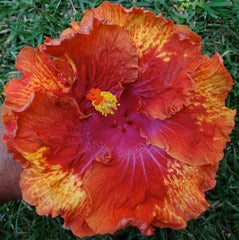 100 Flamboyant Hibiscus Hardy Flower Perennials Seeds
