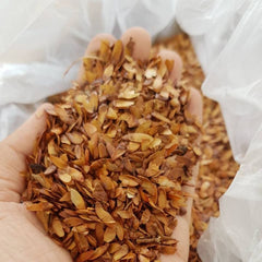100 Bungor Lagerstroemia floribunda Jack ex Blume Seeds