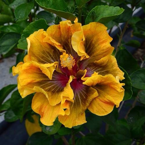 100 Taiwan Rainforest Hibiscus Hardy Flower Perennials Seeds